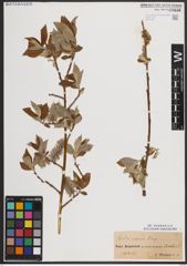 Foto von Salix caprea L.